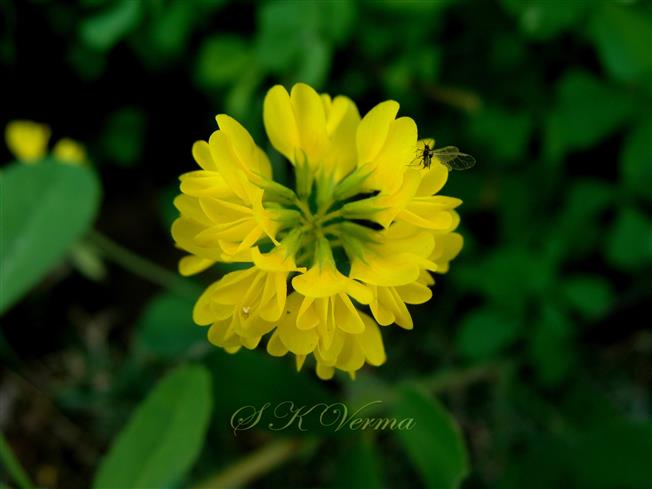  Flower head
